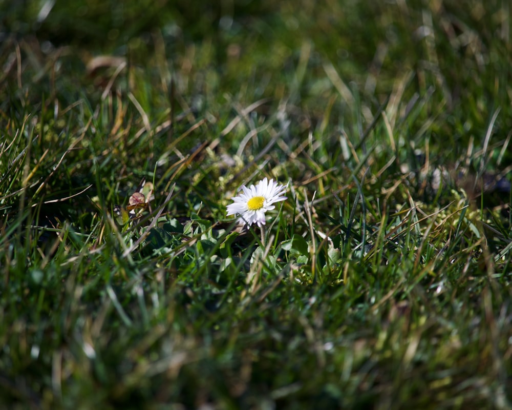 a white flower in a field