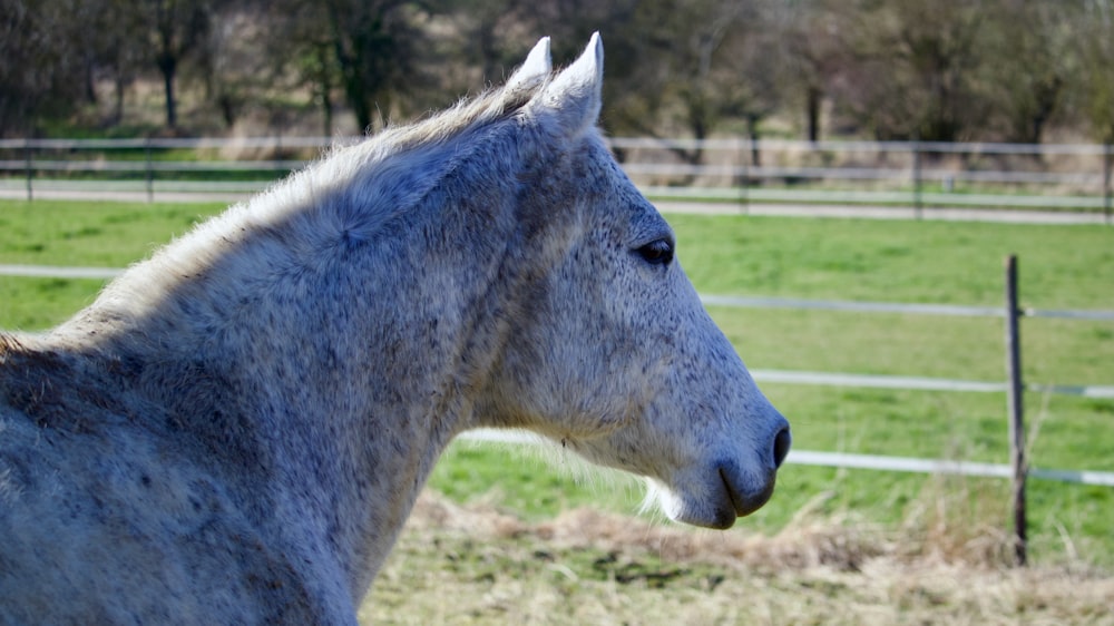 a horse in a fenced pasture