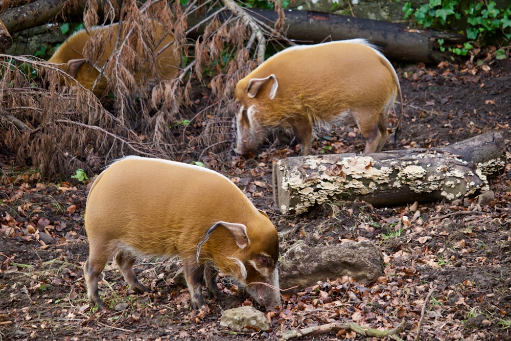 a group of pigs in a field