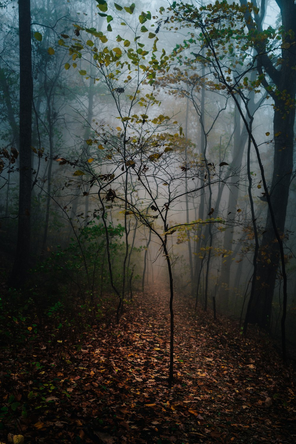 a path through a forest