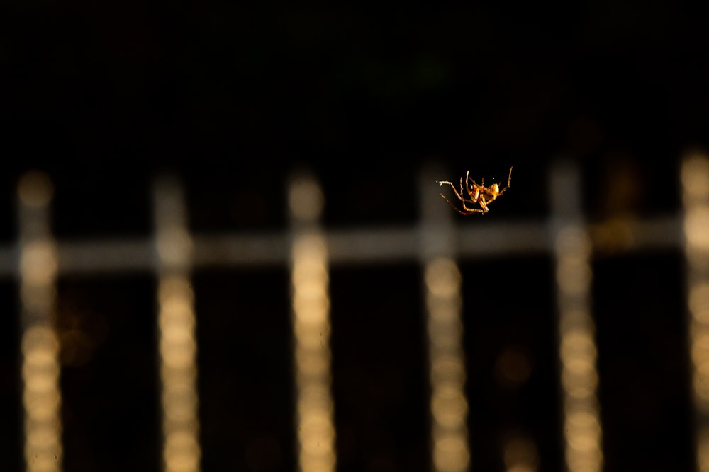 a spider on a fence