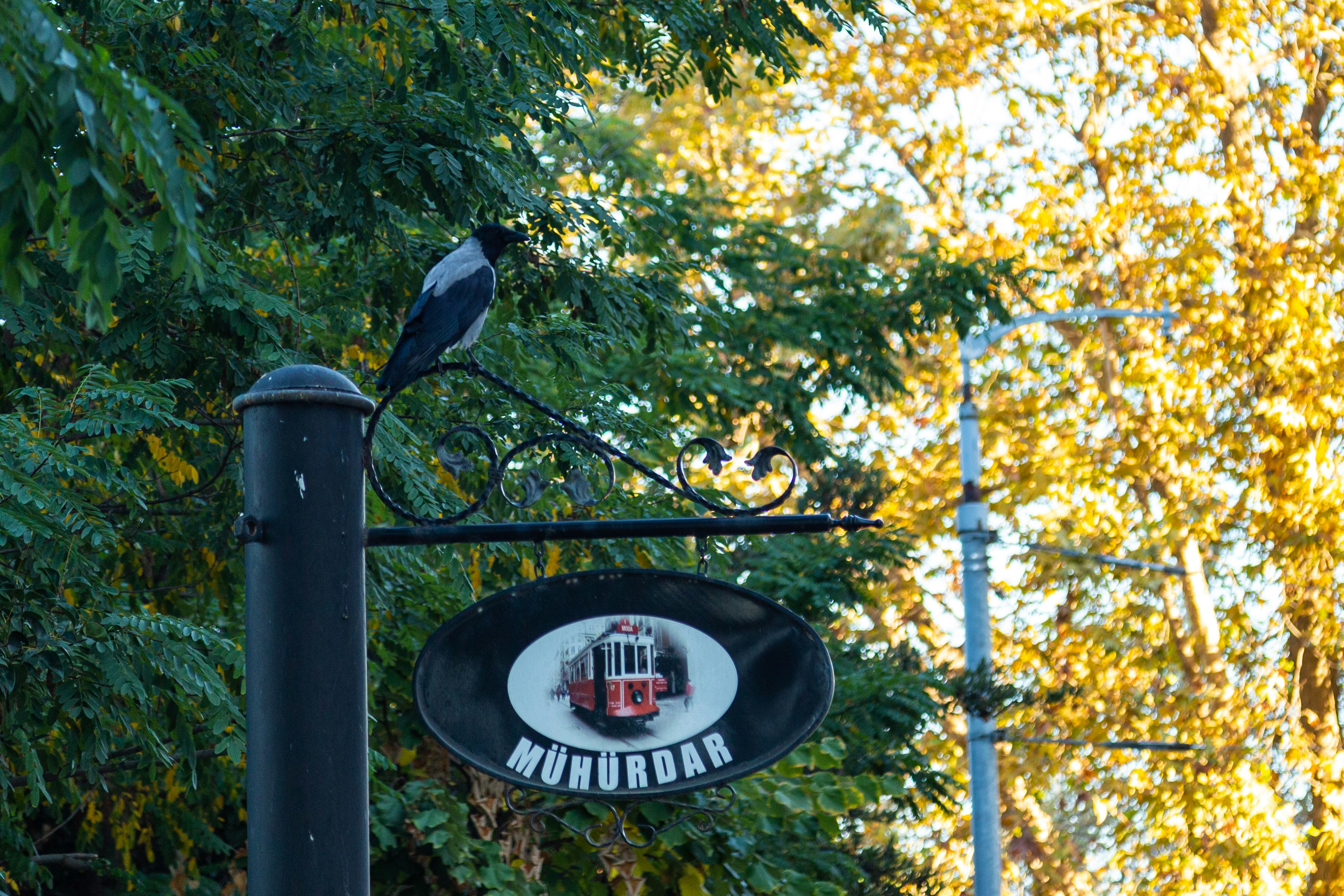 a bird perched on a clock