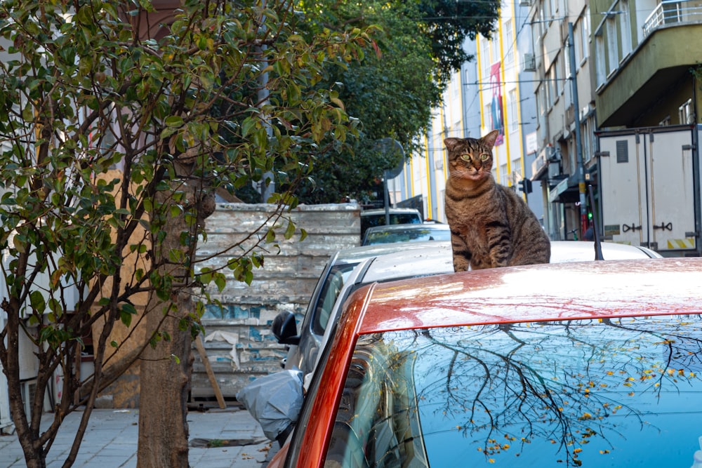 a cat sitting on a car