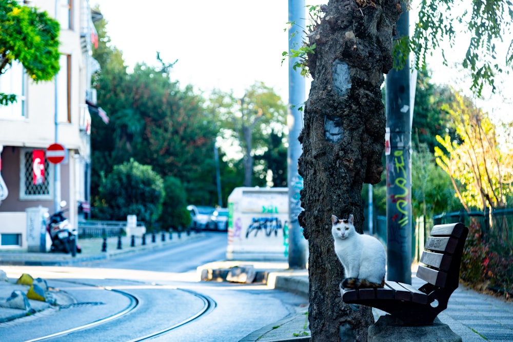 a white cat sitting on a bench