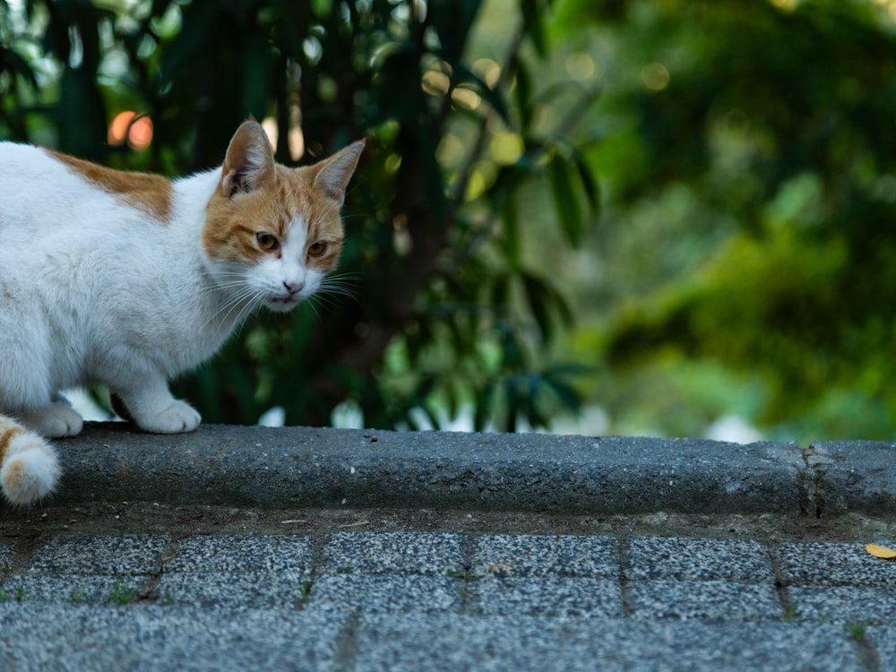 a cat walking on a stone ledge
