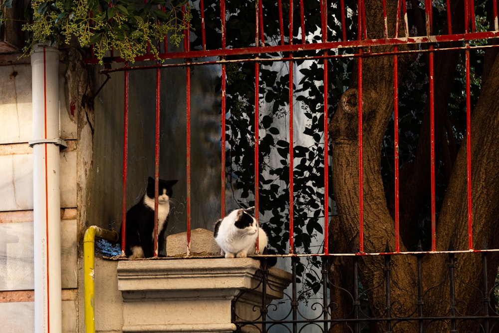 a couple of cats in a cage