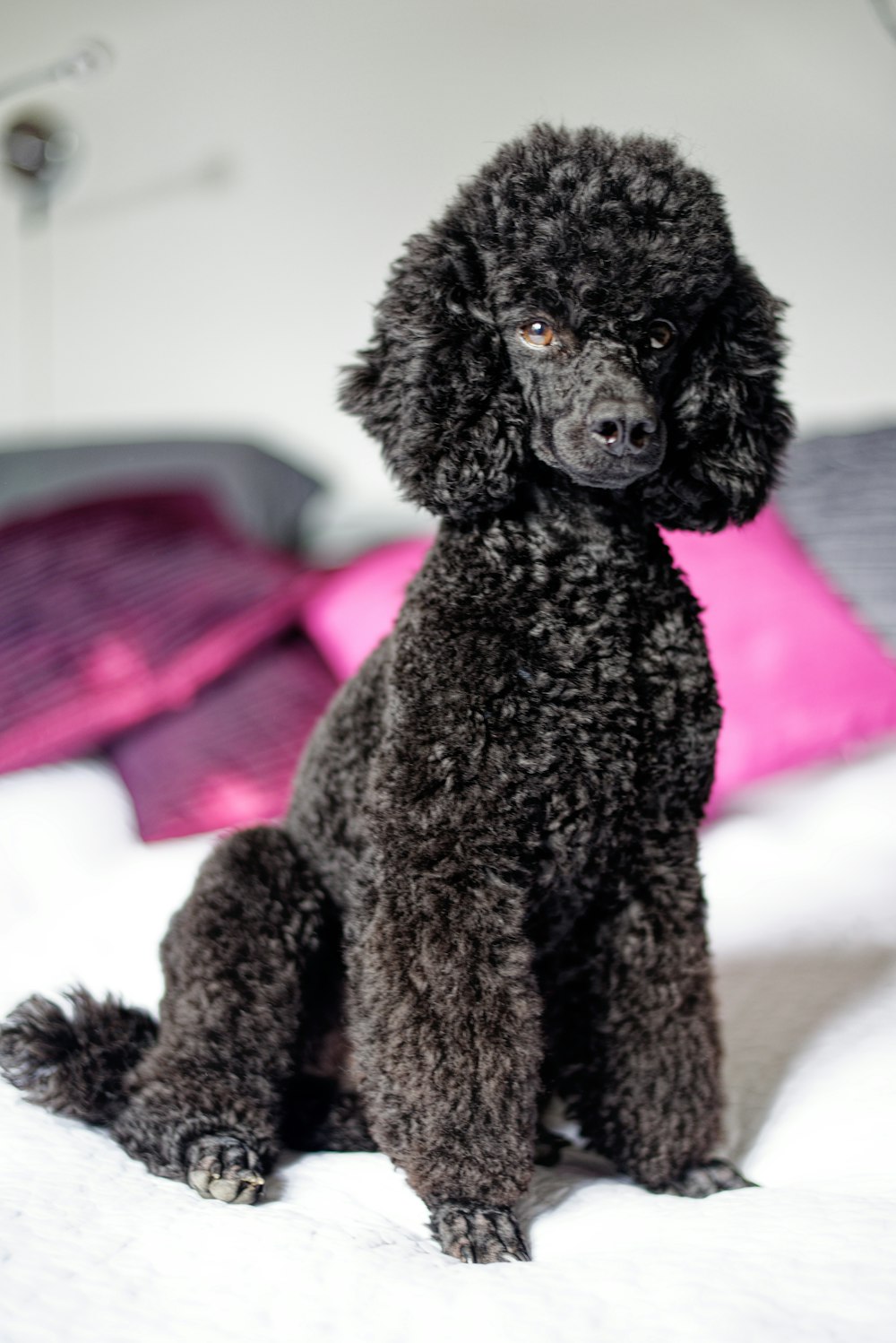 a black dog sitting on a white surface