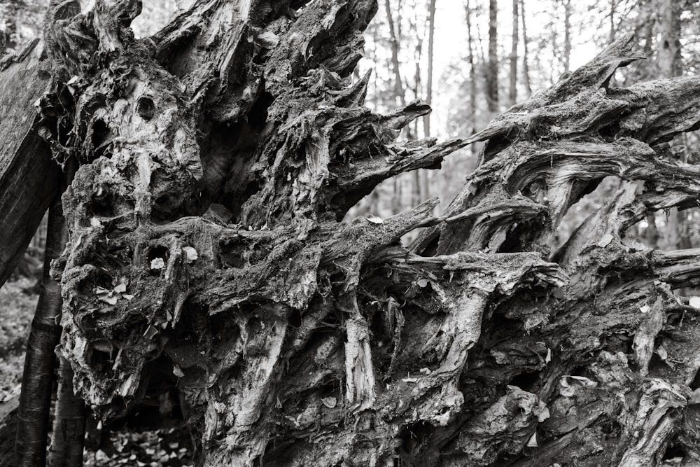 a tree with many roots