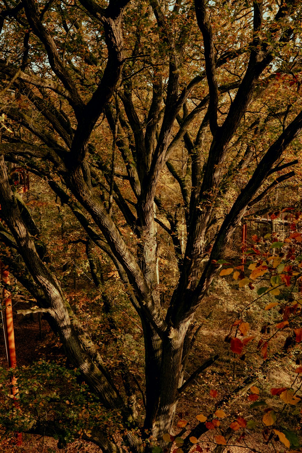 a tree with many branches and leaves