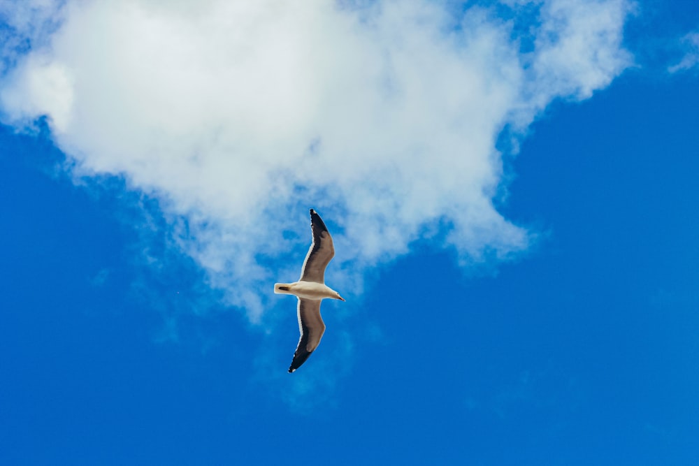 a bird flying in the sky