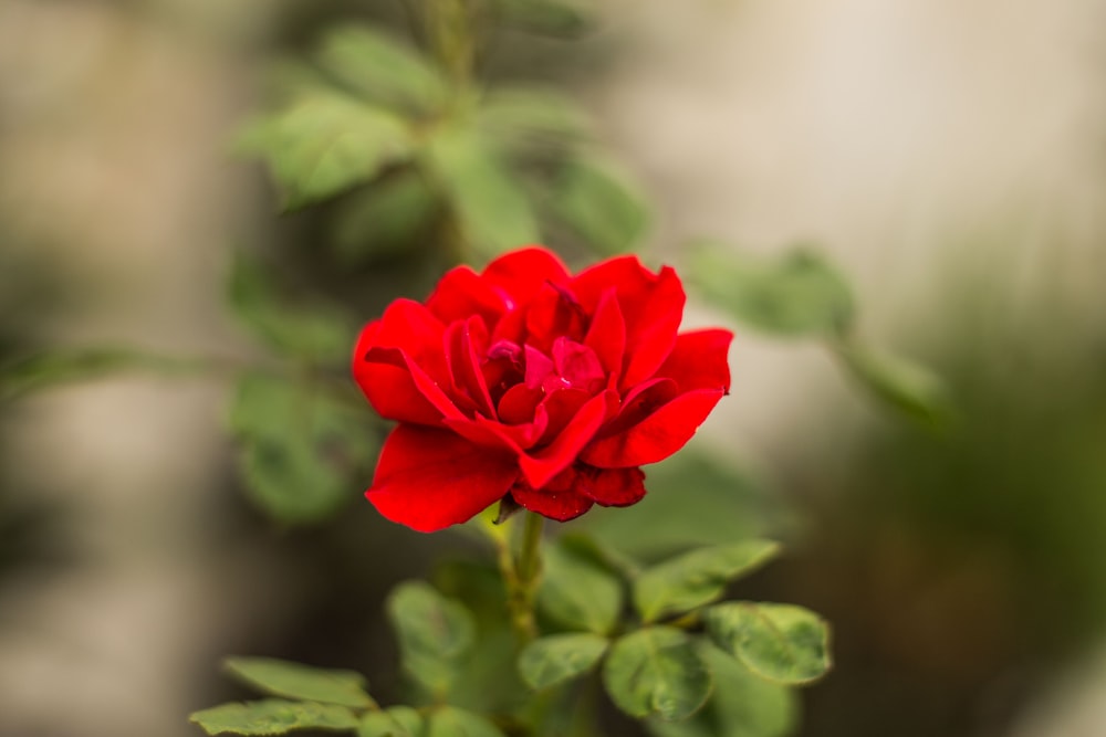 uma rosa vermelha em um arbusto
