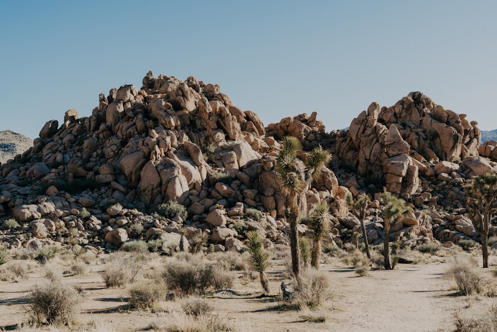 a desert landscape with rocks and trees with Joshua Tree National Park in the background