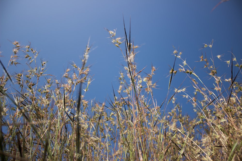 a field of wheat