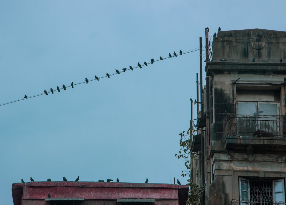 birds sitting on a wire