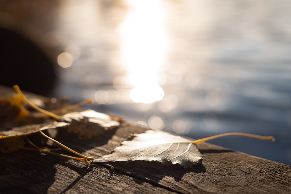 a close-up of a leaf