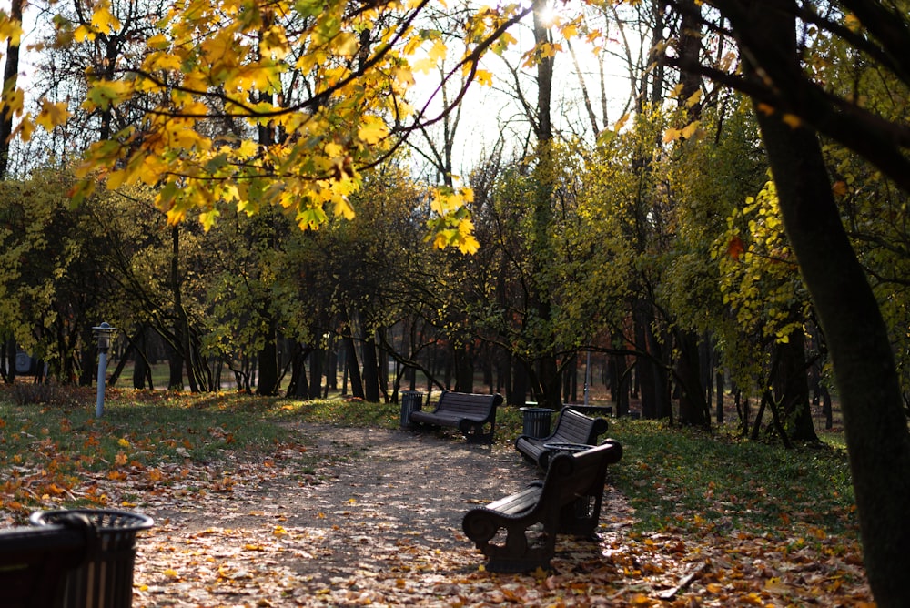 benches in a park