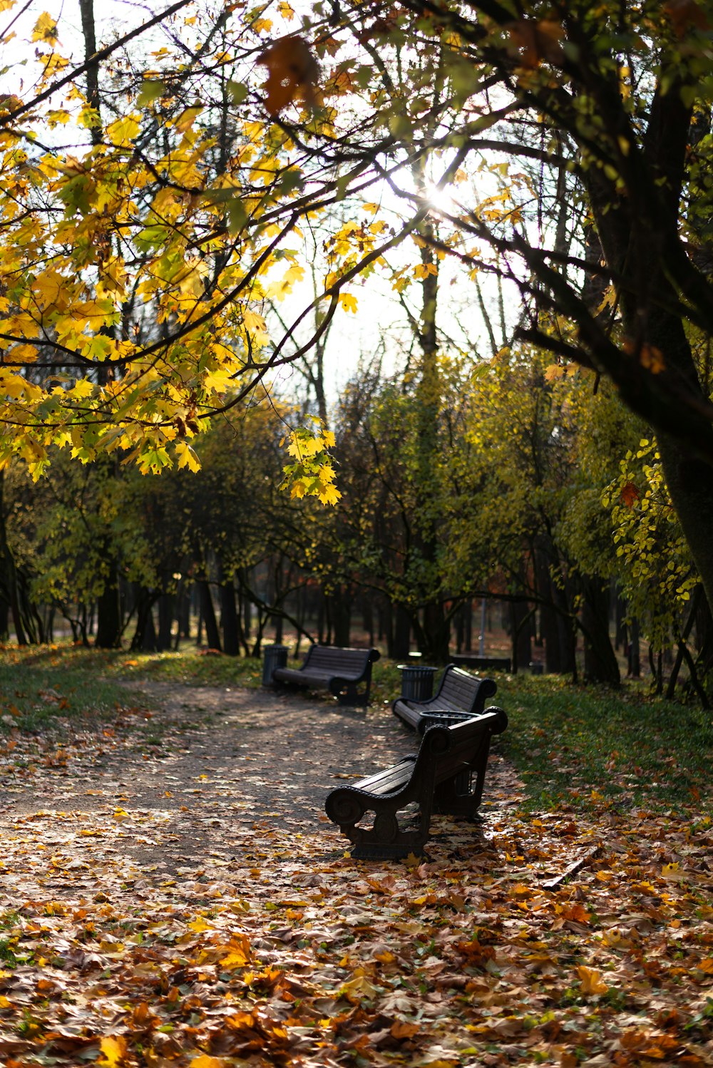 Bancs dans un parc