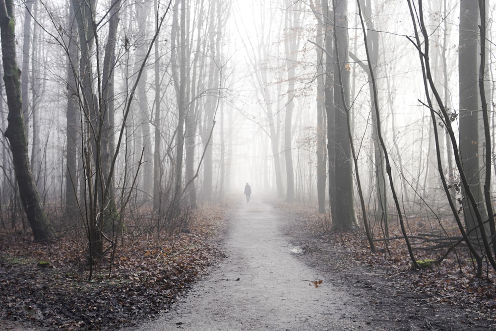 a person walking on a path in a foggy forest