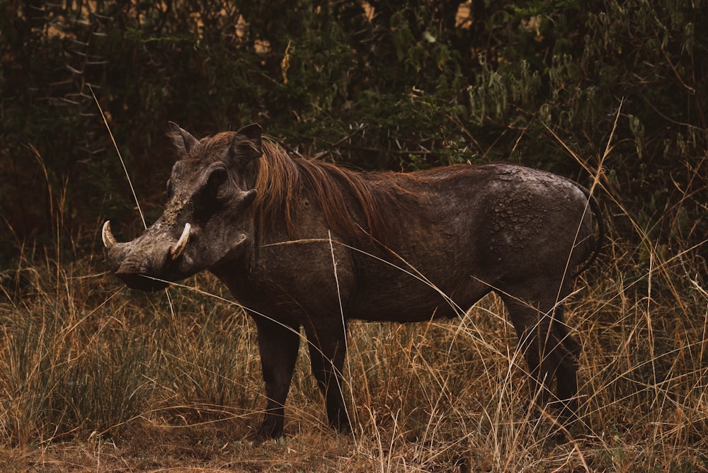 a moose in the wild