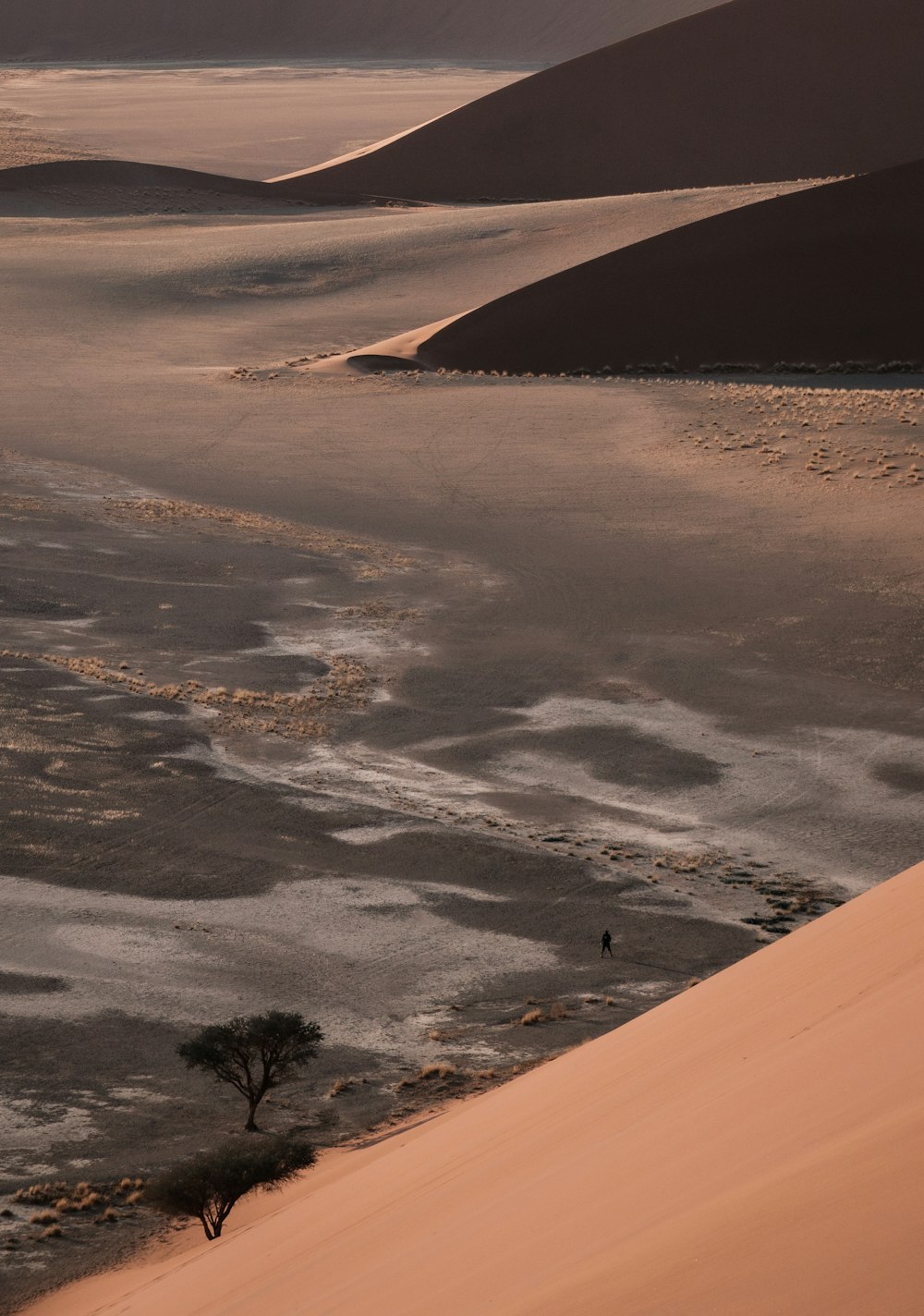 a sandy beach with a tree