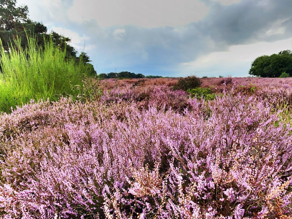 a field of purple flowers