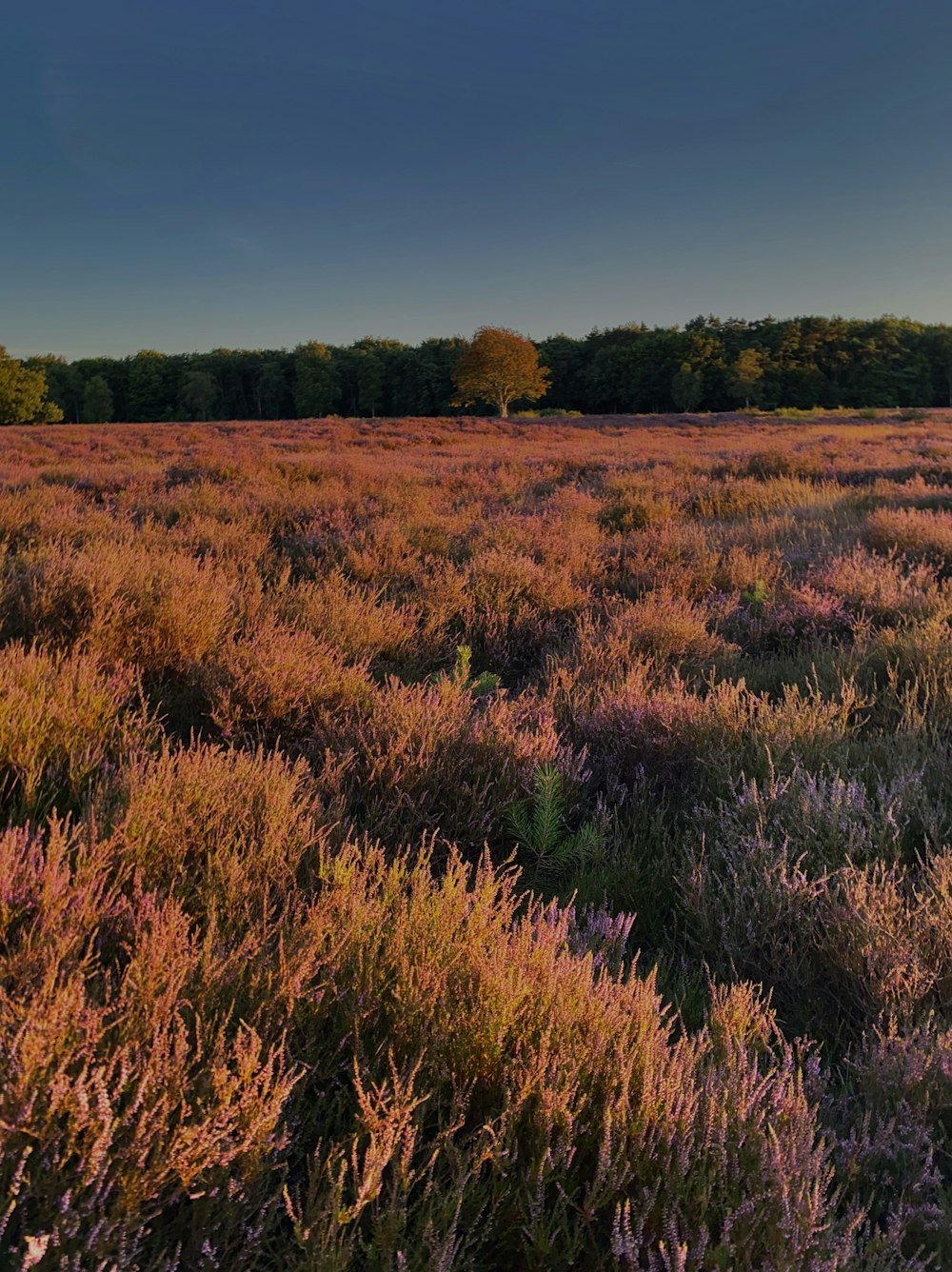 a field of grass and trees