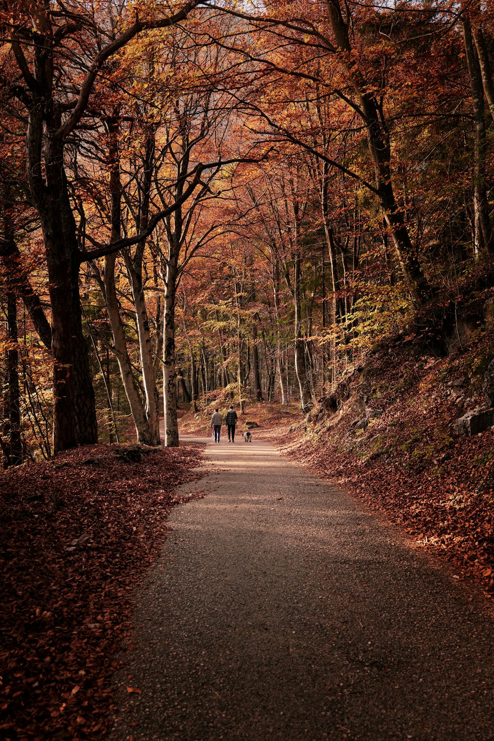 a group of people walking down a path through a forest