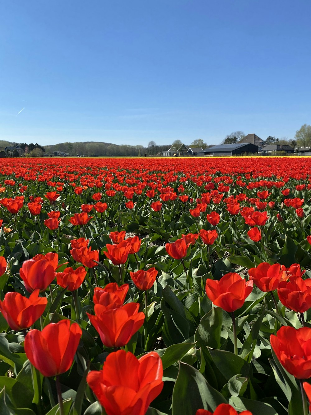 a field of red flowers with Hitachi Seaside Park in the background