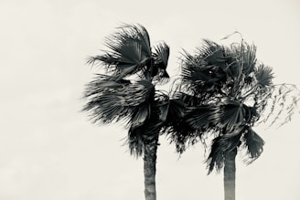 a couple of palm trees blowing in a hurricane