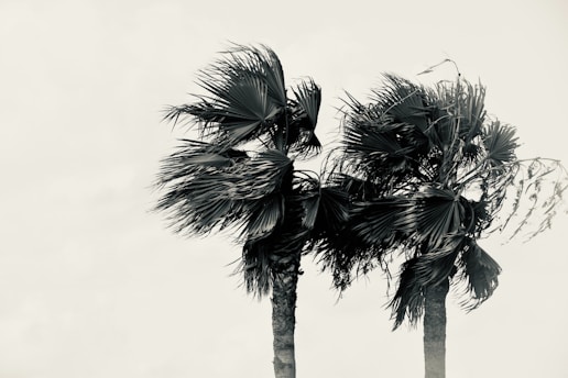 a couple of palm trees blowing in a hurricane