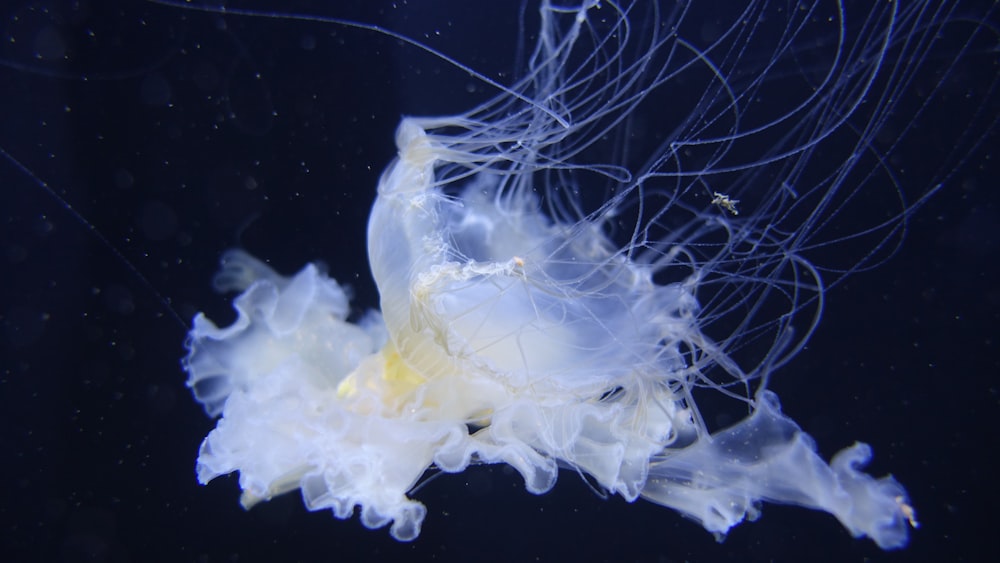 a white and yellow sea animal