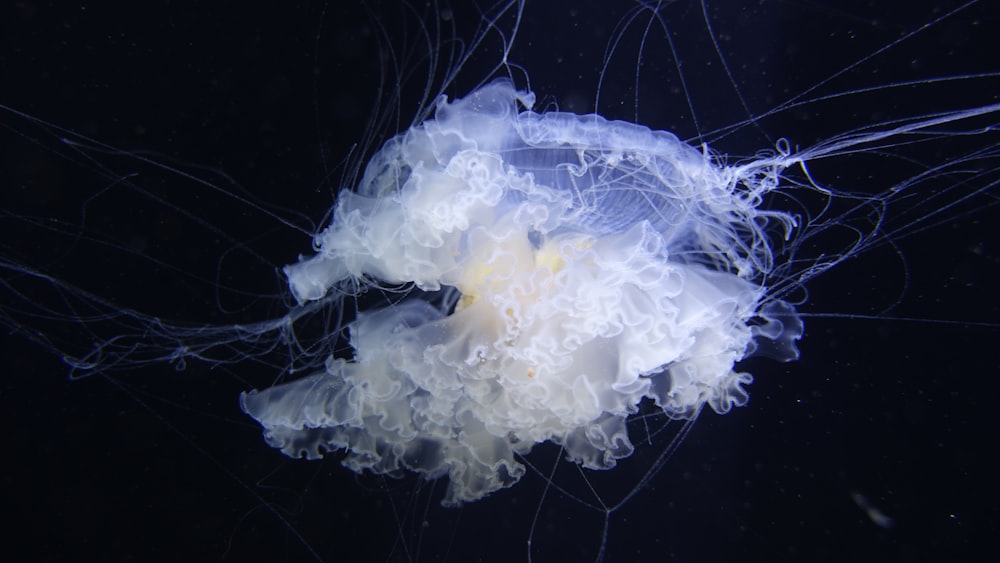 a white and blue jellyfish