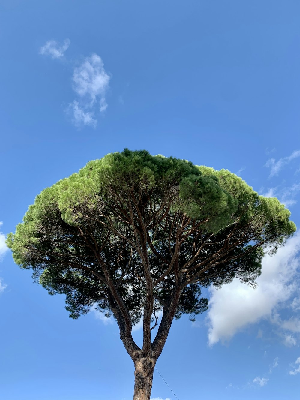 Ein Baum mit blauem Himmel