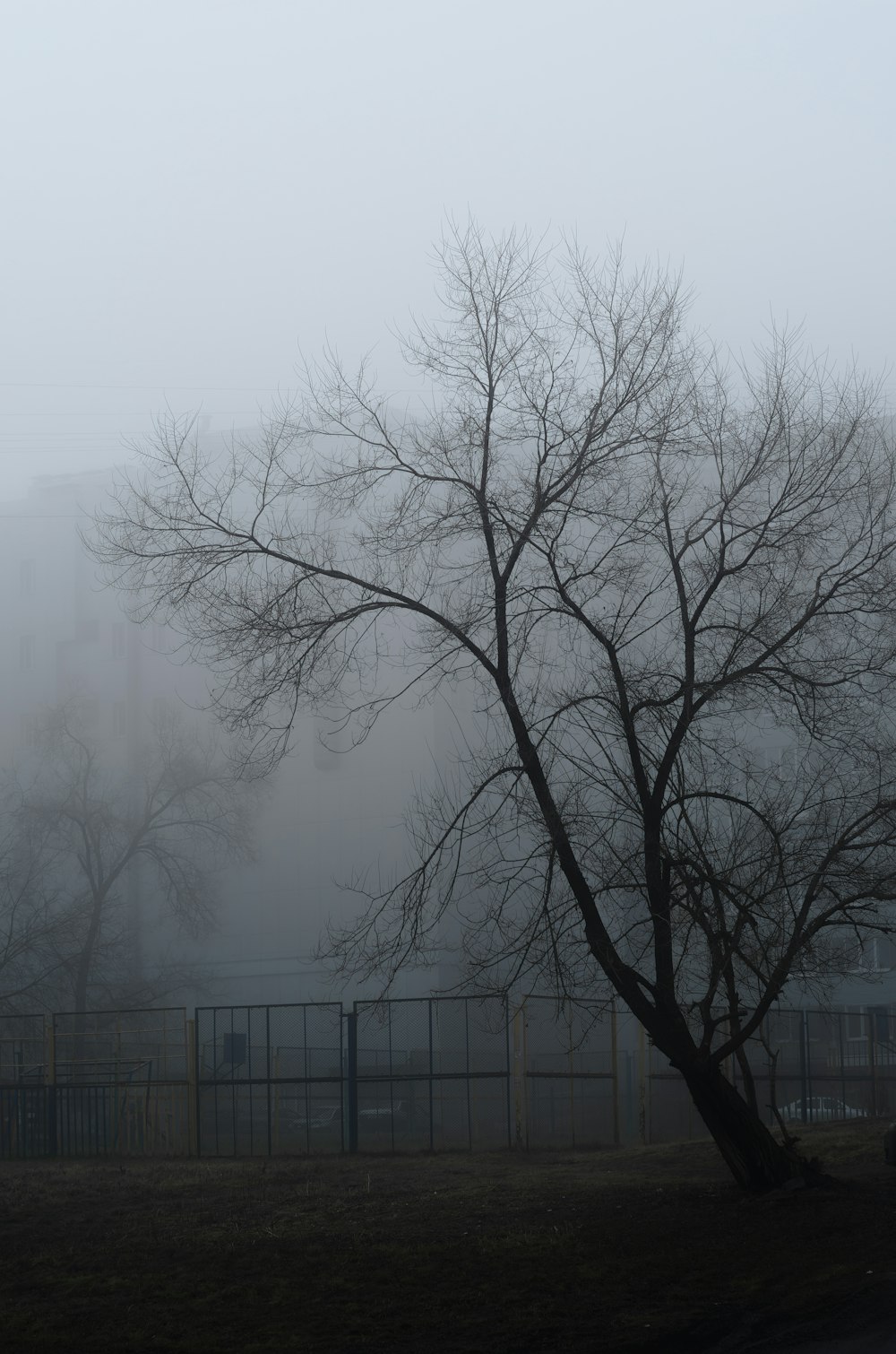 a tree in a foggy field