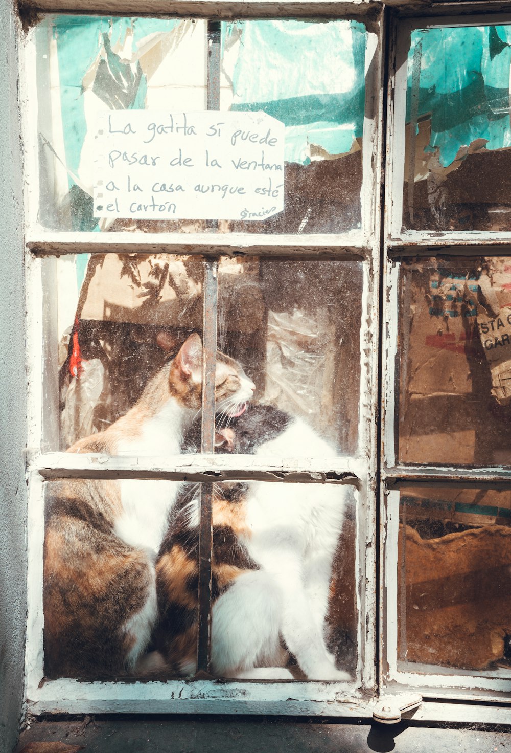 a cat sitting on a window sill