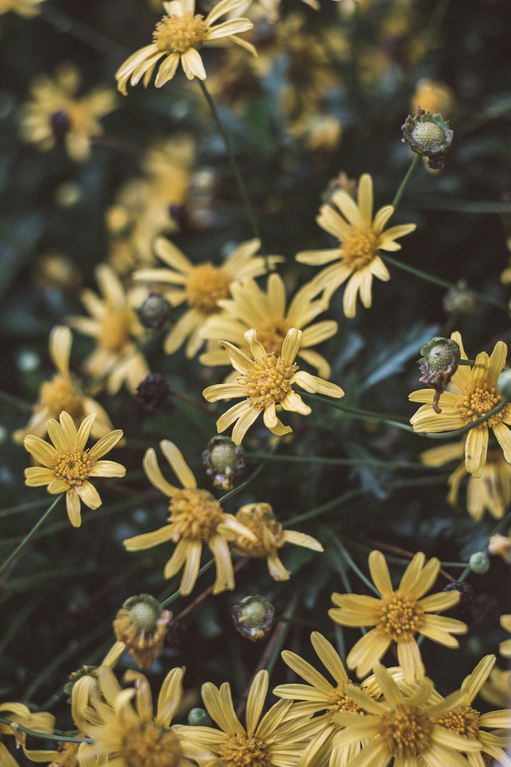 a group of yellow flowers