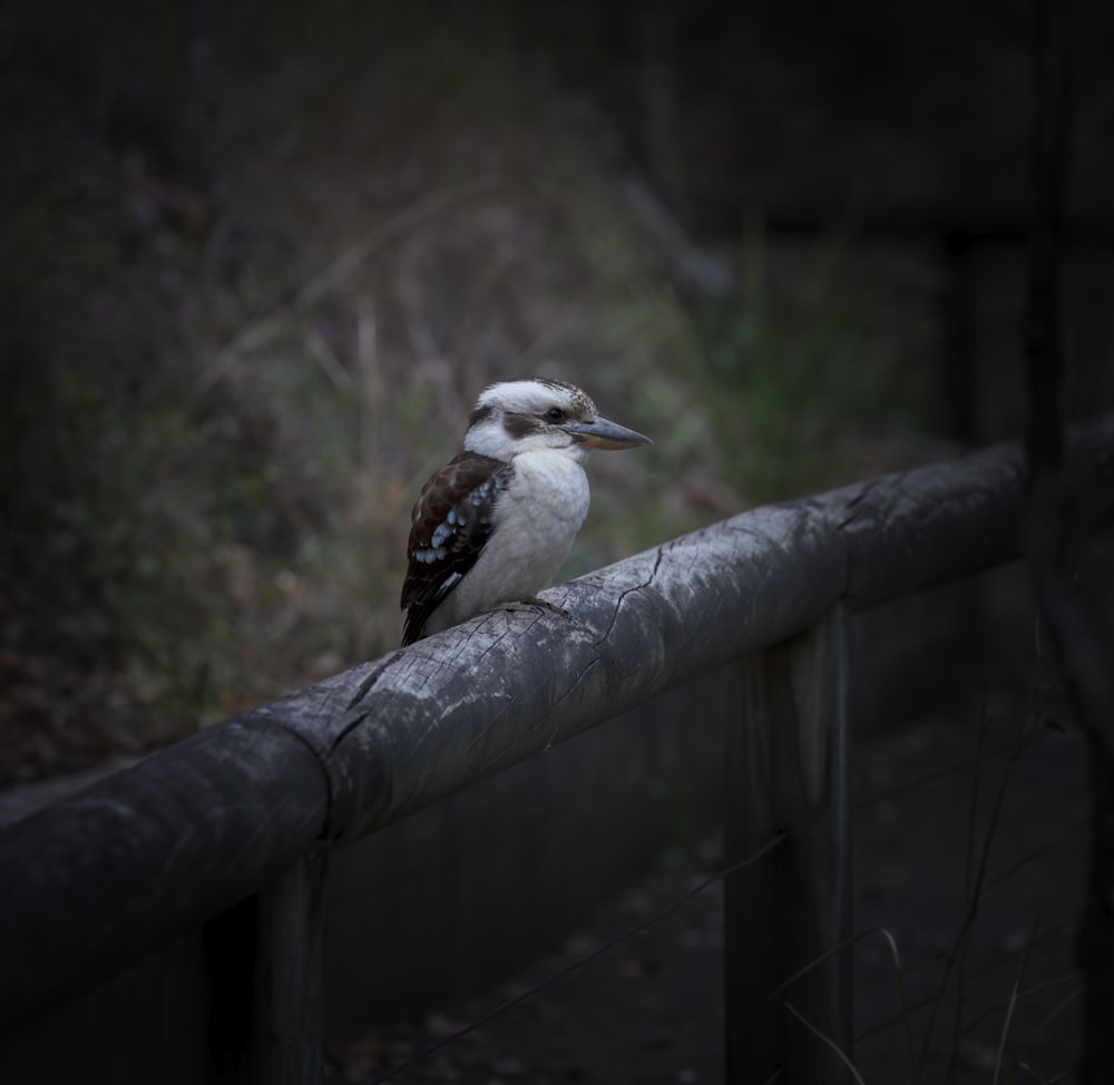 a bird sits on a railing