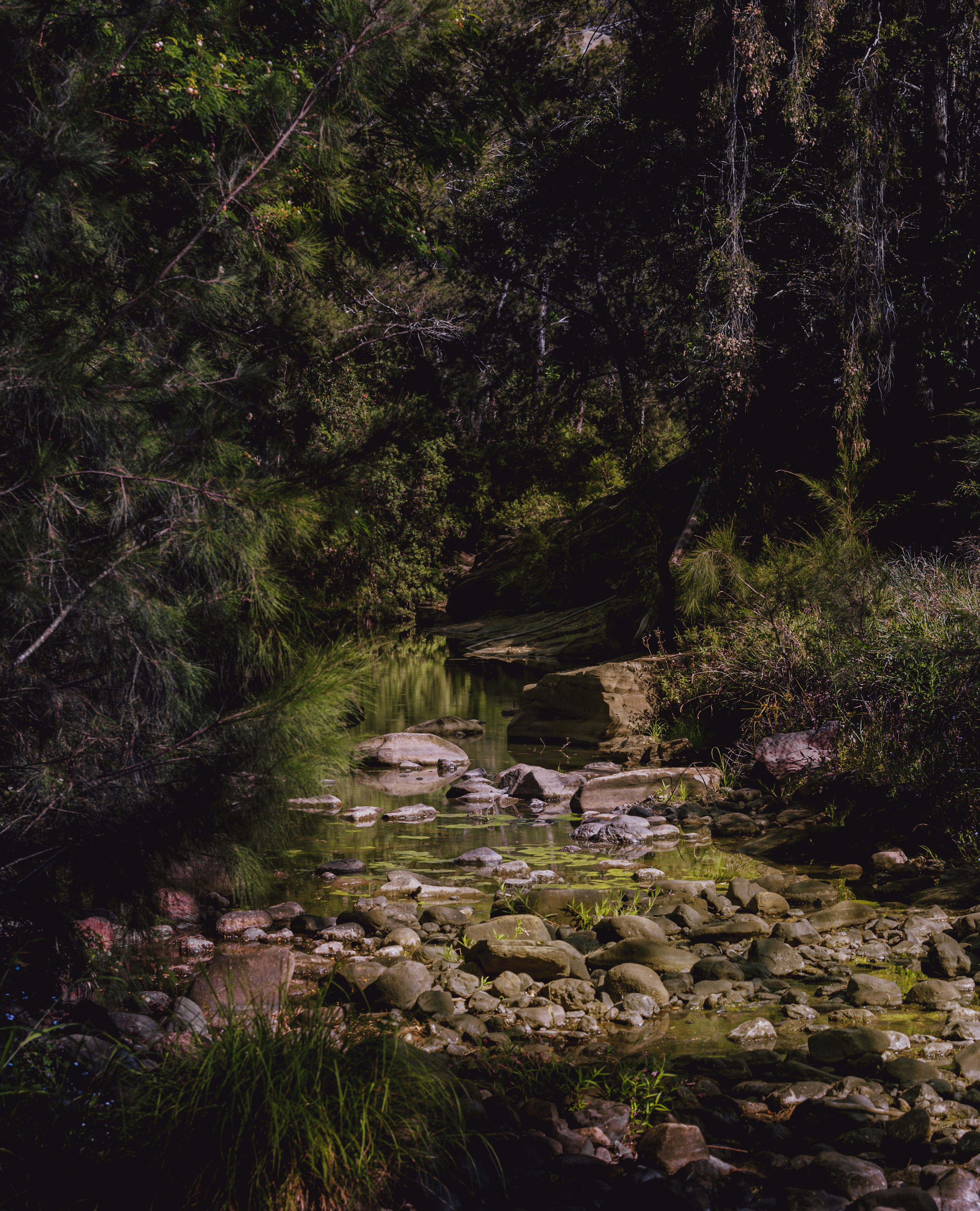 Ein Bach in einem Wald