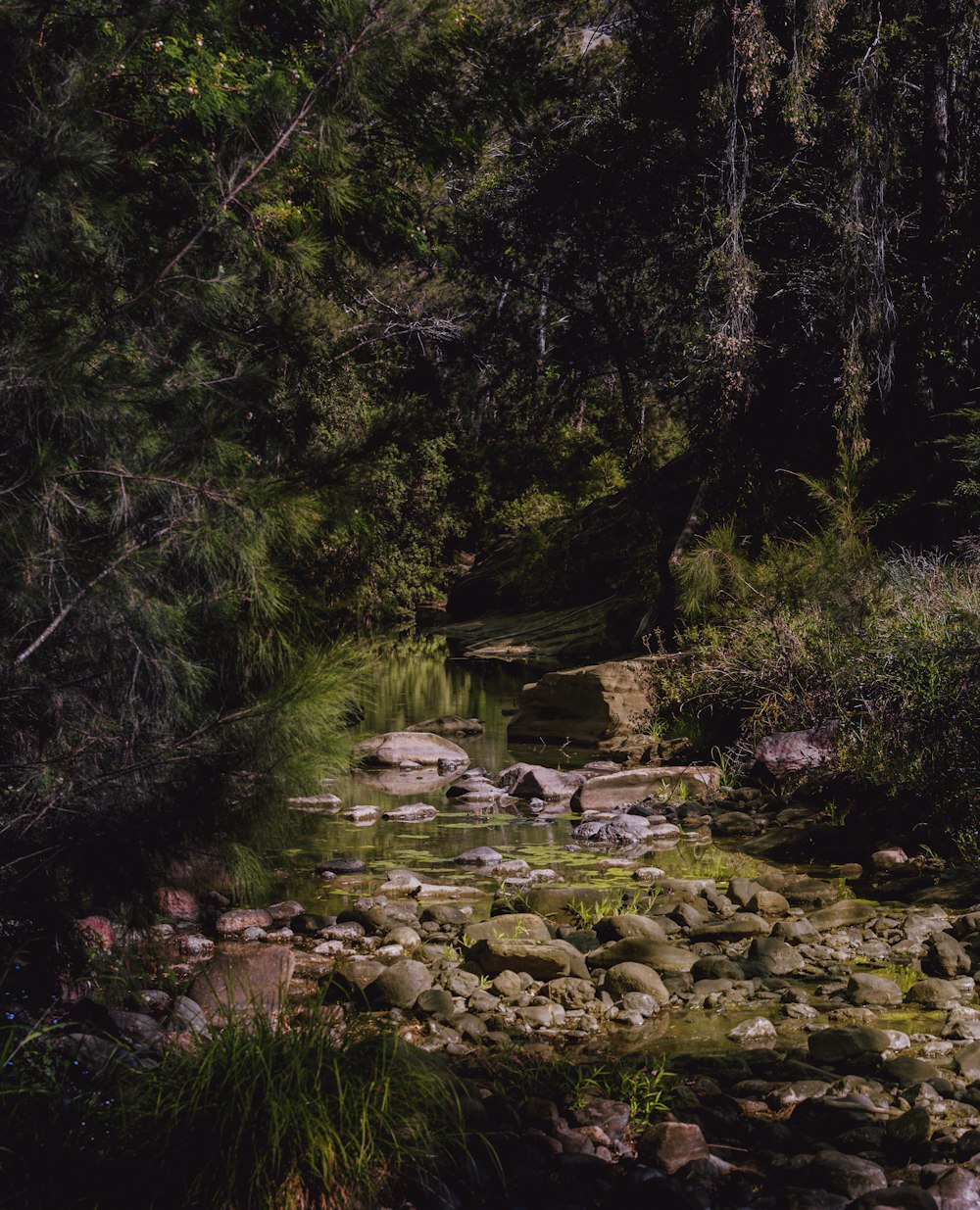 a stream in a forest