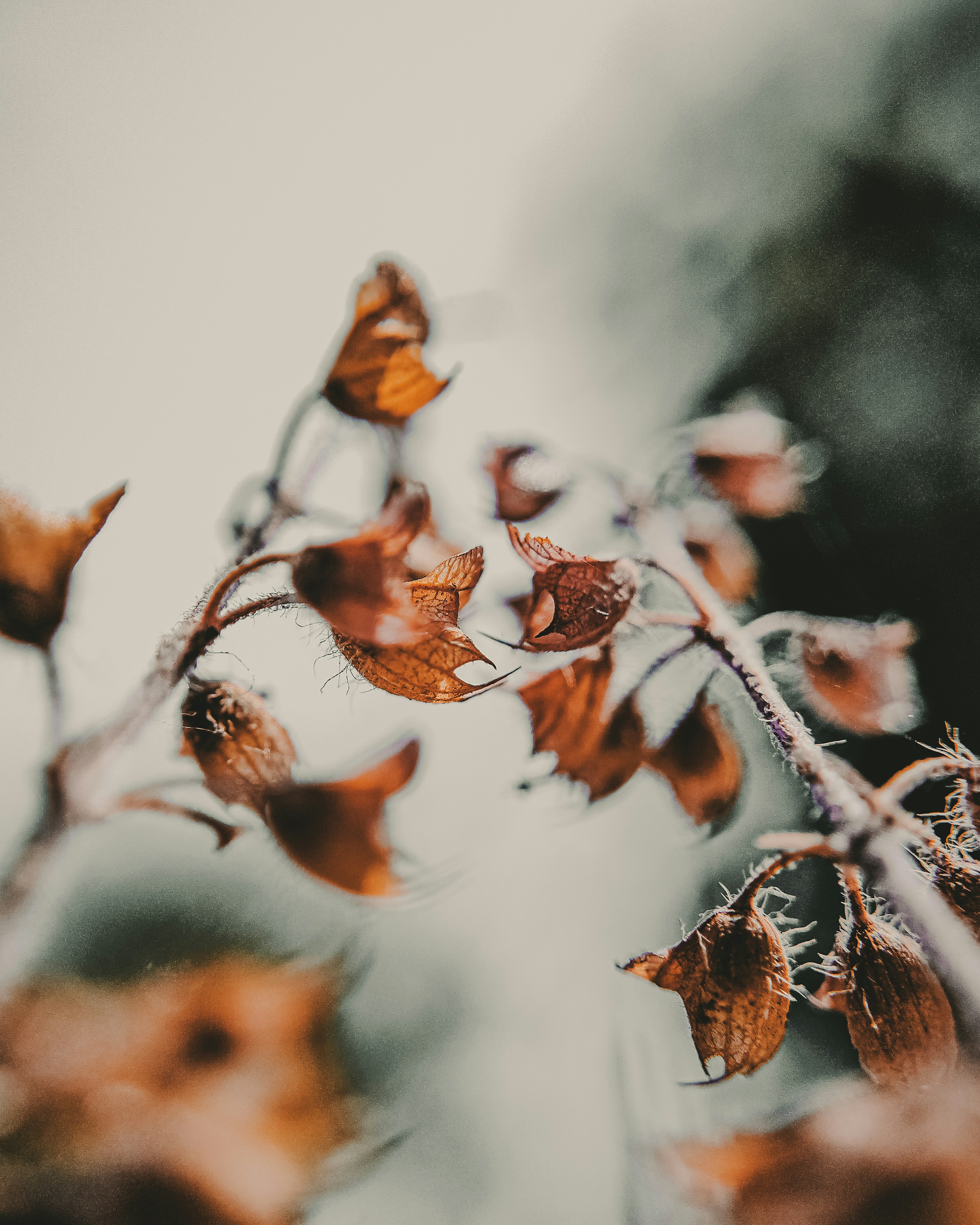 Photo by brajendra_lens_a_lot_