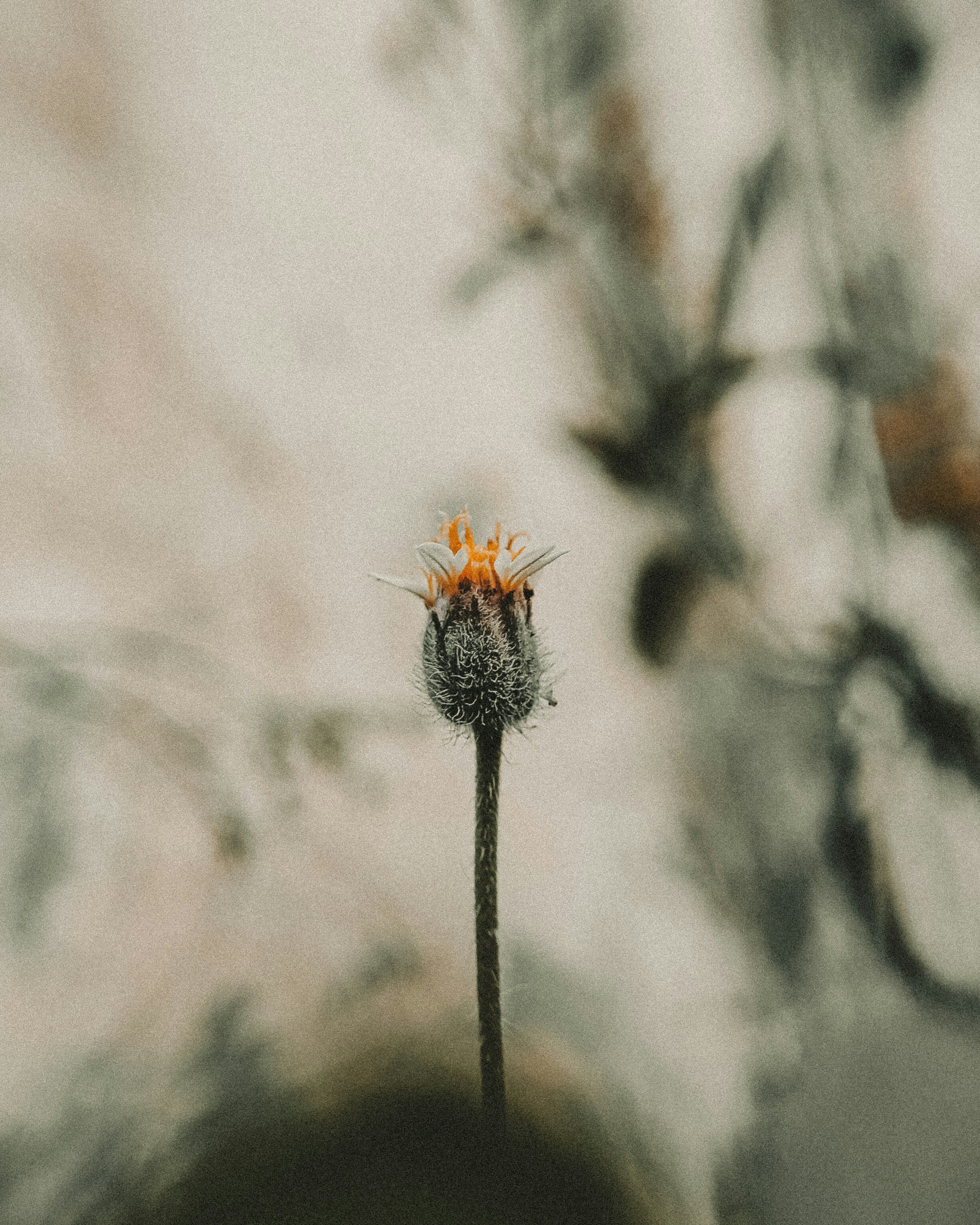 Photo by brajendra_lens_a_lot_