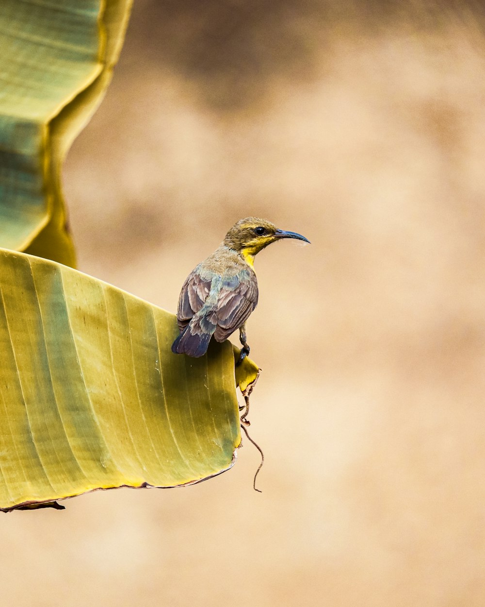 a bird perched on a leaf