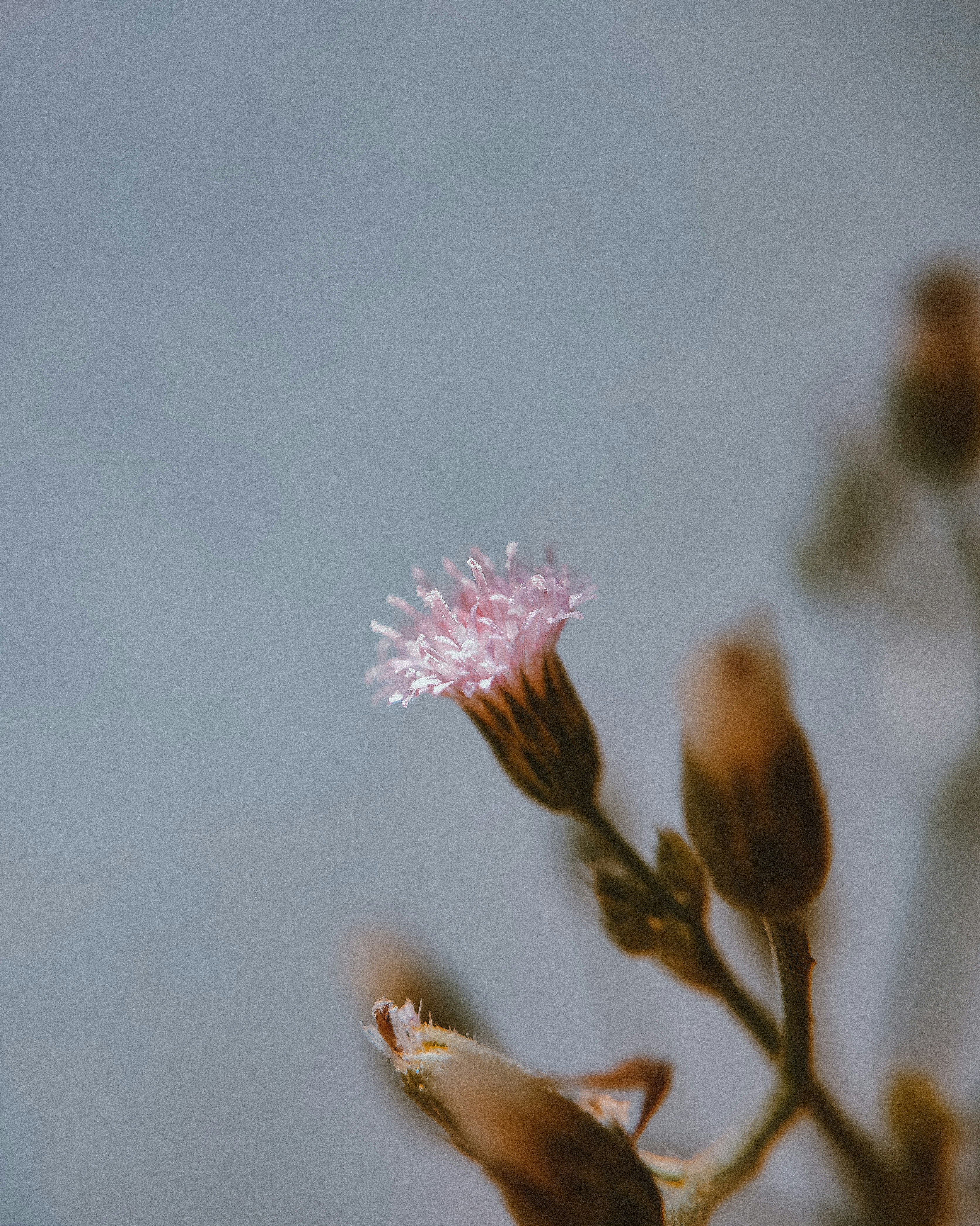 Photo by brajendra_lens_a_lot_