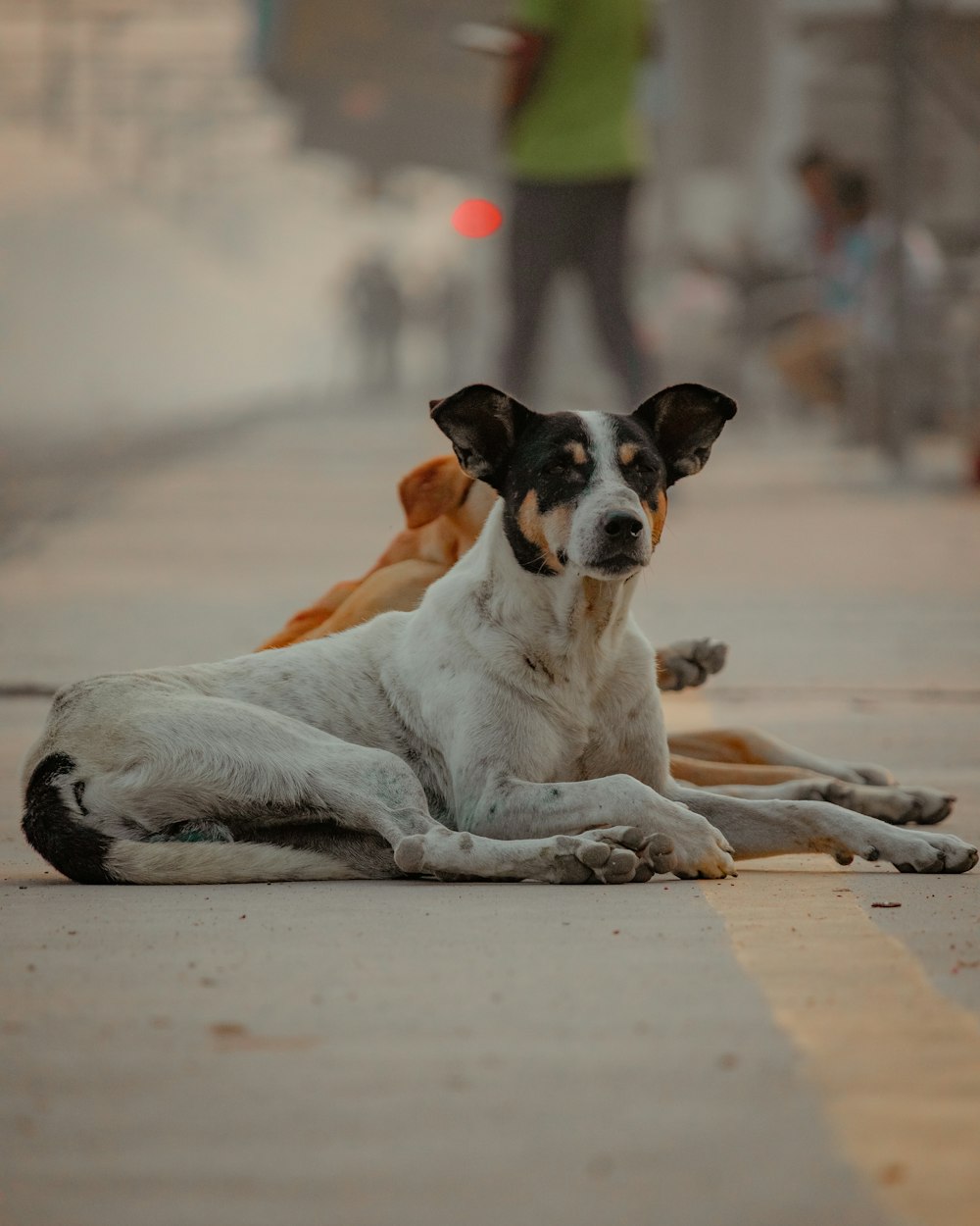 a dog lying on the ground