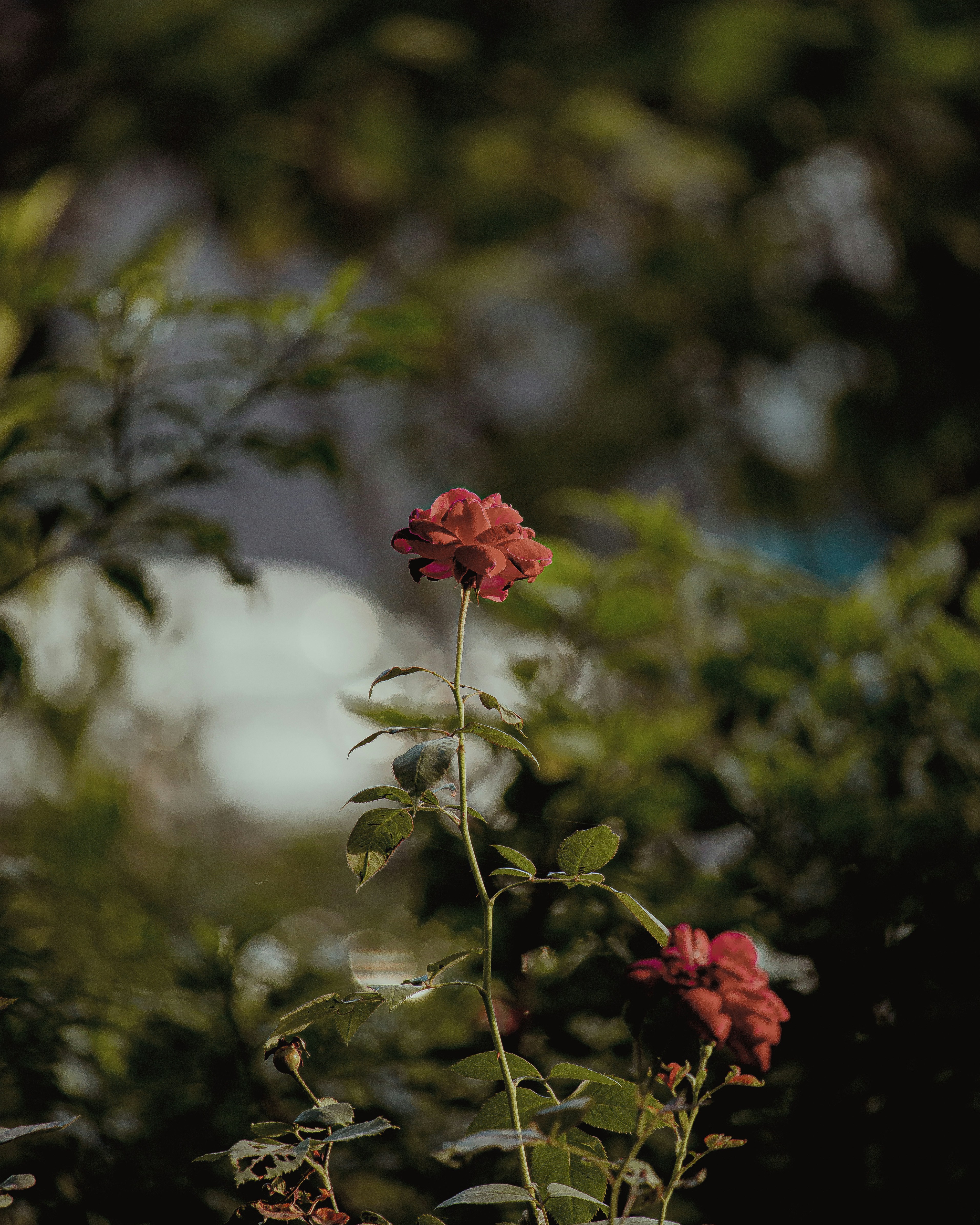 Photo by brajendra_lens_a_lot_