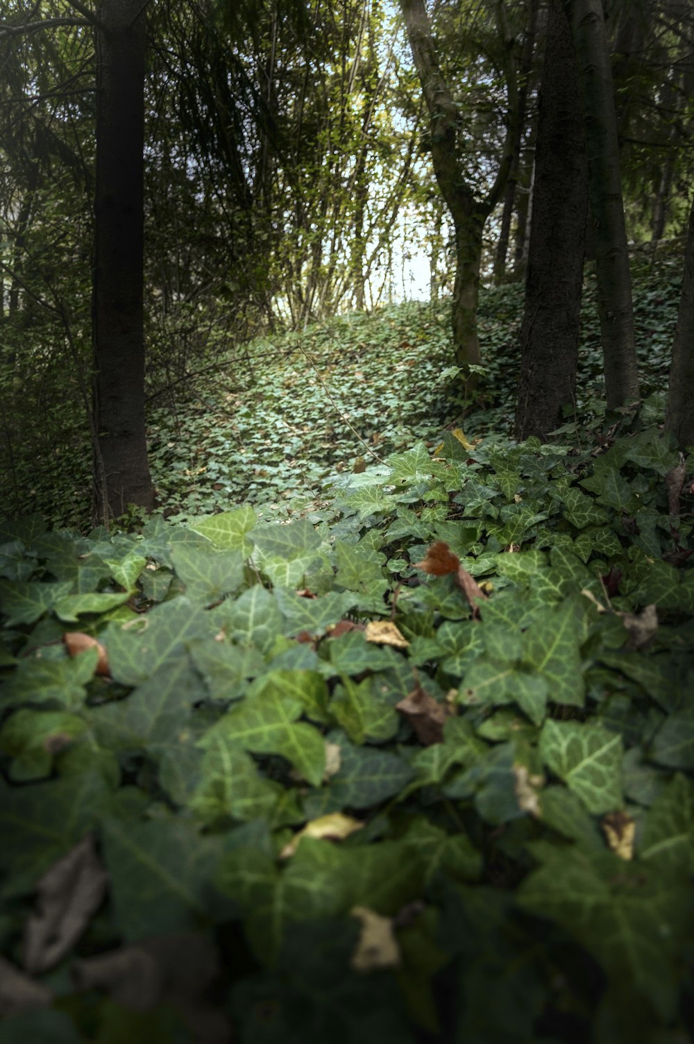 a forest with many leaves