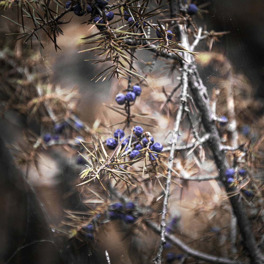 a close up of a tree branch with blue berries