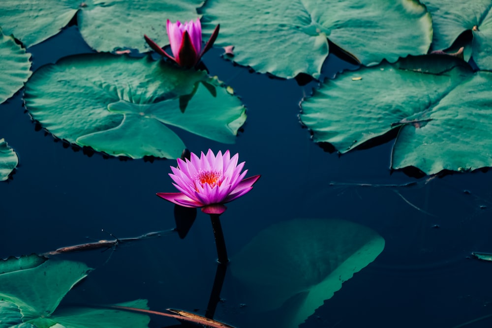 a couple pink flowers in a pond