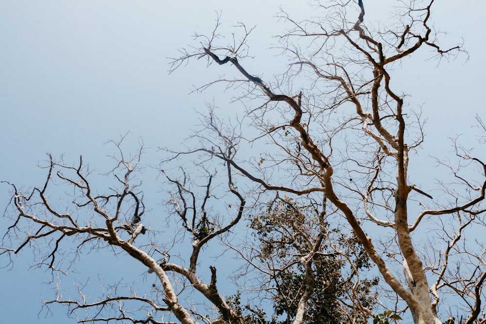 a group of trees with no leaves