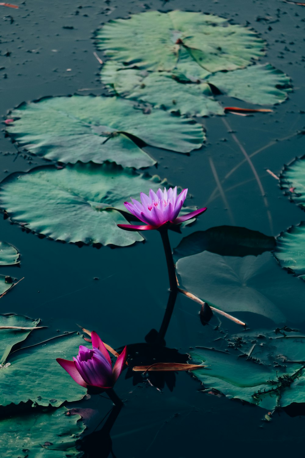 a group of flowers floating on water